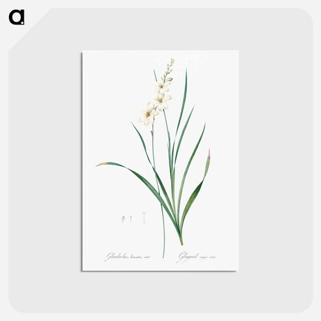 アートポストカード-Gladiolus lineatus illustration - ピエール ジョゼフ ルドゥーテ Postcard.