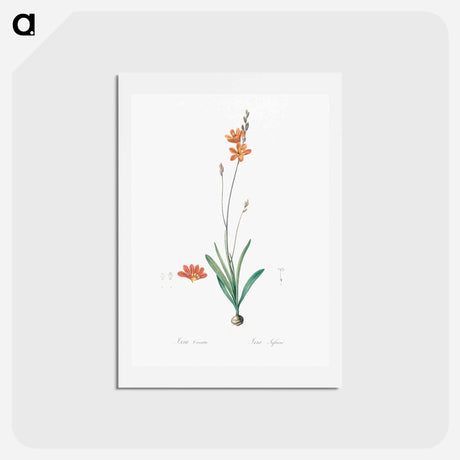 アートポストカード-Mossel bay tritonia - ピエール ジョゼフ ルドゥーテ Postcard.