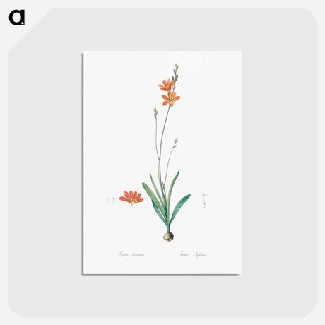 アートポストカード-Mossel bay tritonia - ピエール ジョゼフ ルドゥーテ Postcard.