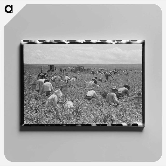 アートパネル-Field Beets, Tillamook County
 - ラッセル リー Canvas.