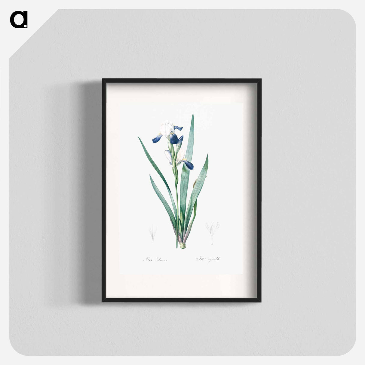 Tall bearded iris illustration - Pierre Joseph Redouté Poster.