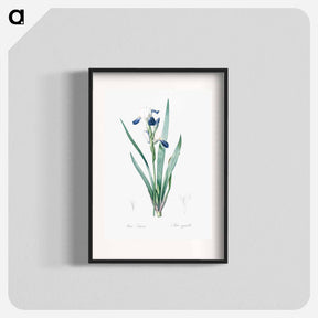 アートポスター-Tall bearded iris illustration - ピエール ジョゼフ ルドゥーテ Poster.