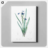 アートパネル-Tall bearded iris illustration - ピエール ジョゼフ ルドゥーテ Canvas.