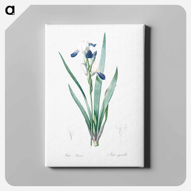 アートパネル-Tall bearded iris illustration - ピエール ジョゼフ ルドゥーテ Canvas.