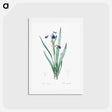 アートポストカード-Tall bearded iris illustration - ピエール ジョゼフ ルドゥーテ Postcard.