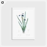 アートポストカード-Tall bearded iris illustration - ピエール ジョゼフ ルドゥーテ Postcard.