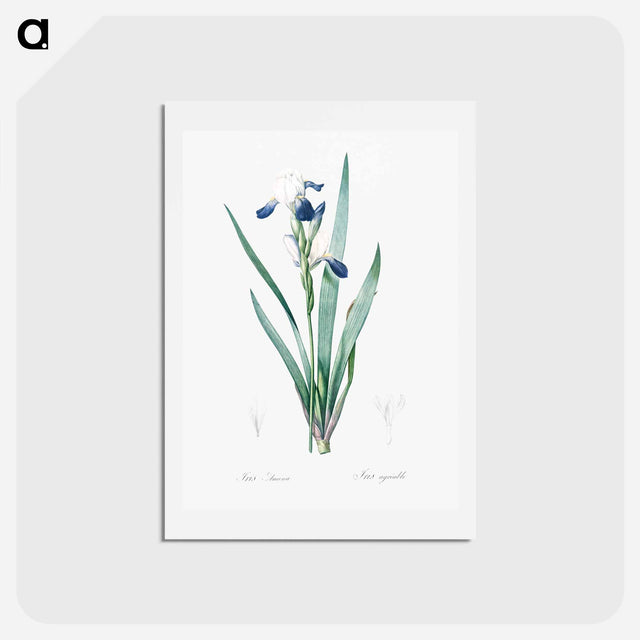 アートポストカード-Tall bearded iris illustration - ピエール ジョゼフ ルドゥーテ Postcard.