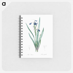 アートメモ帳-Tall bearded iris illustration - ピエール ジョゼフ ルドゥーテ Memo.