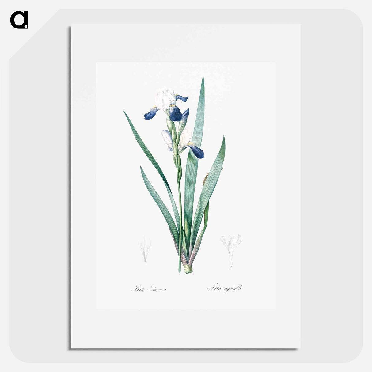 Tall bearded iris illustration - Pierre Joseph Redouté Poster.