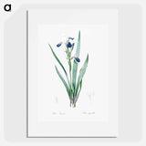 Tall bearded iris illustration - Pierre Joseph Redouté Poster.