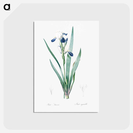 アートポストカード-Tall bearded iris illustration - ピエール ジョゼフ ルドゥーテ Postcard.