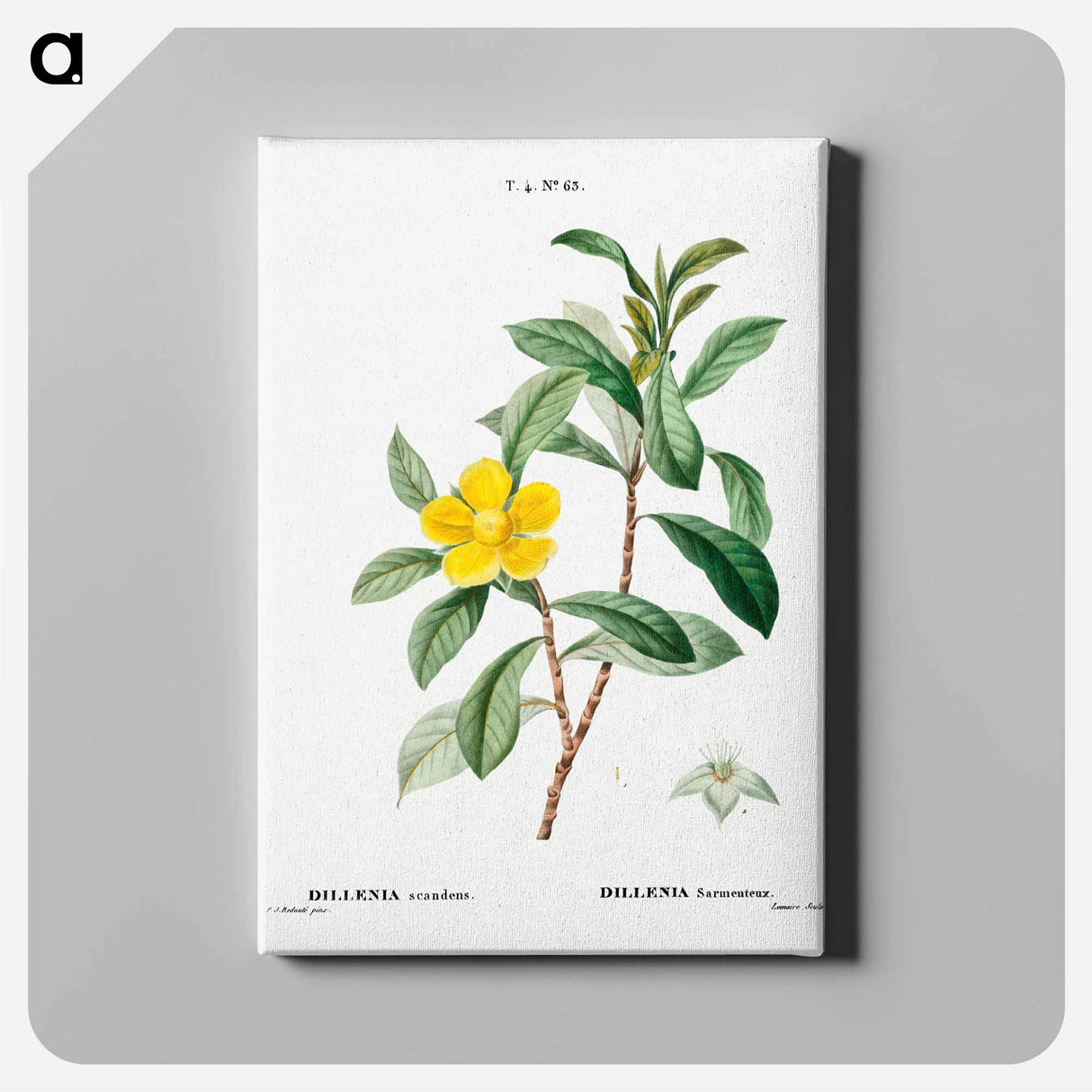 アートパネル-Snake vine - ピエール ジョゼフ ルドゥーテ Canvas.