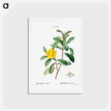 アートポストカード-Snake vine - ピエール ジョゼフ ルドゥーテ Postcard.
