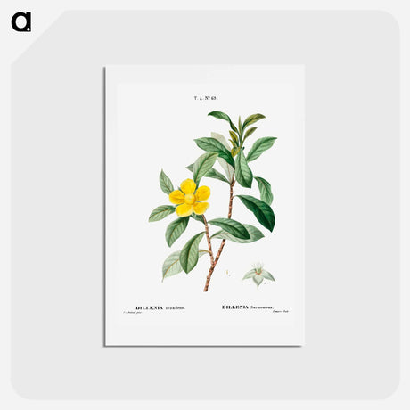 アートポストカード-Snake vine - ピエール ジョゼフ ルドゥーテ Postcard.