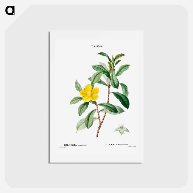 アートポストカード-Snake vine - ピエール ジョゼフ ルドゥーテ Postcard.