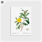 アートポストカード-Snake vine - ピエール ジョゼフ ルドゥーテ Postcard.