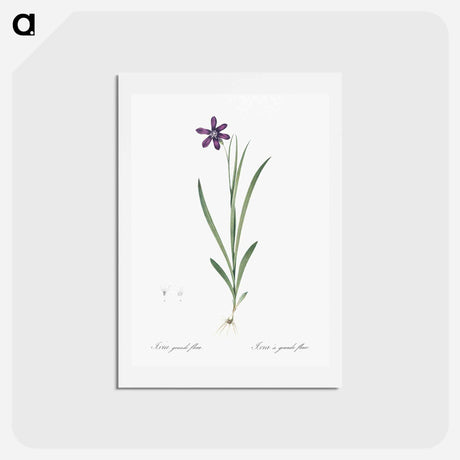 アートポストカード-Ixia grandiflora illustration - ピエール ジョゼフ ルドゥーテ Postcard.