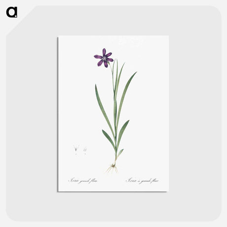 アートポストカード-Ixia grandiflora illustration - ピエール ジョゼフ ルドゥーテ Postcard.