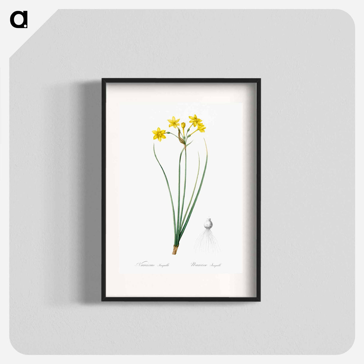Rush daffodil illustration - Pierre Joseph Redouté Poster.