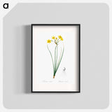 Rush daffodil illustration - Pierre Joseph Redouté Poster.
