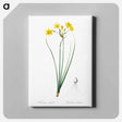アートパネル-Rush daffodil illustration - ピエール ジョゼフ ルドゥーテ Canvas.