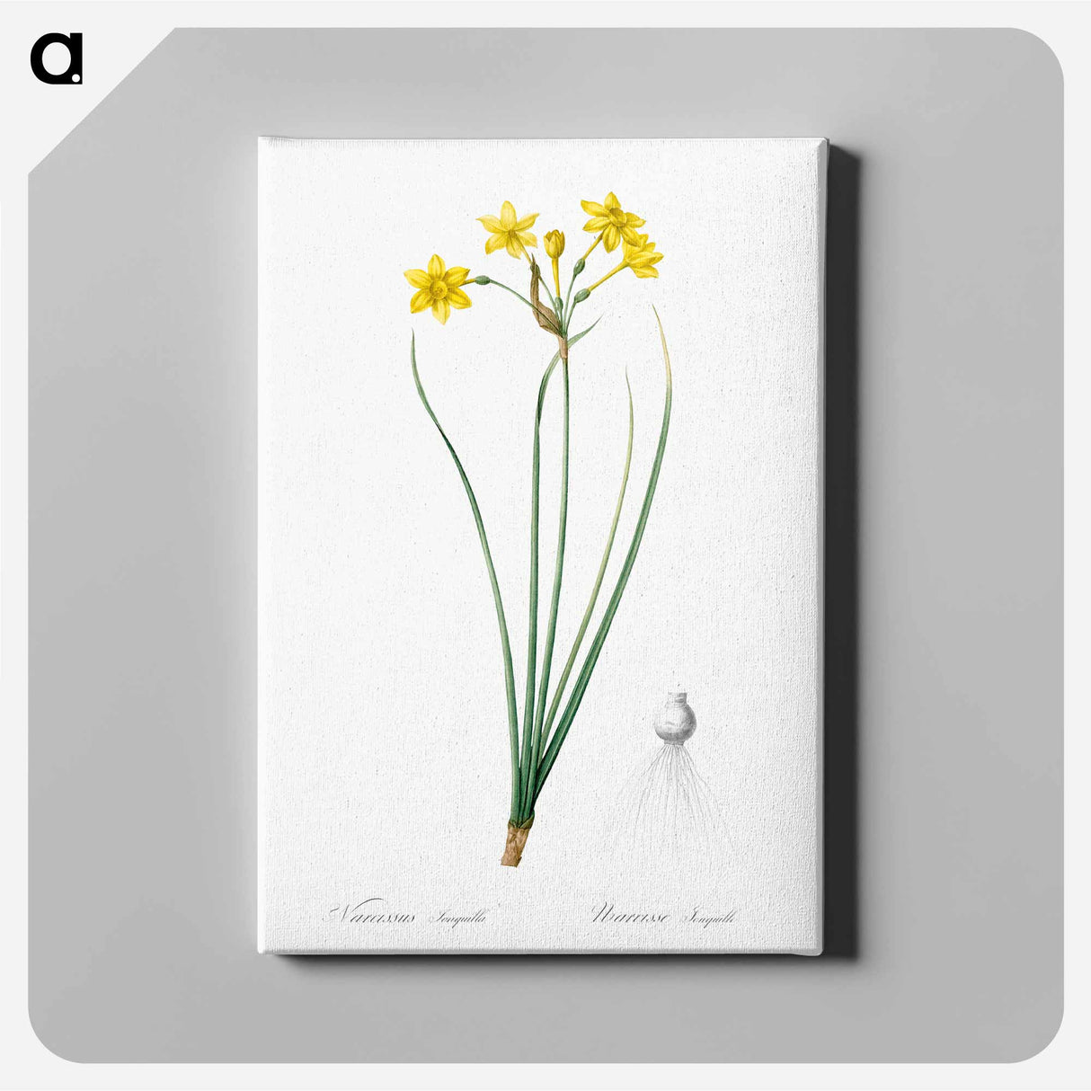 アートパネル-Rush daffodil illustration - ピエール ジョゼフ ルドゥーテ Canvas.