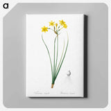 アートパネル-Rush daffodil illustration - ピエール ジョゼフ ルドゥーテ Canvas.