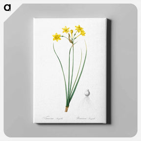 アートパネル-Rush daffodil illustration - ピエール ジョゼフ ルドゥーテ Canvas.