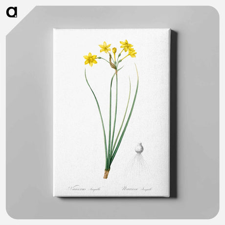 アートパネル-Rush daffodil illustration - ピエール ジョゼフ ルドゥーテ Canvas.