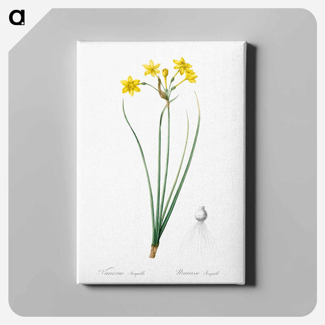 アートパネル-Rush daffodil illustration - ピエール ジョゼフ ルドゥーテ Canvas.