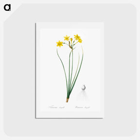 アートポストカード-Rush daffodil illustration - ピエール ジョゼフ ルドゥーテ Postcard.