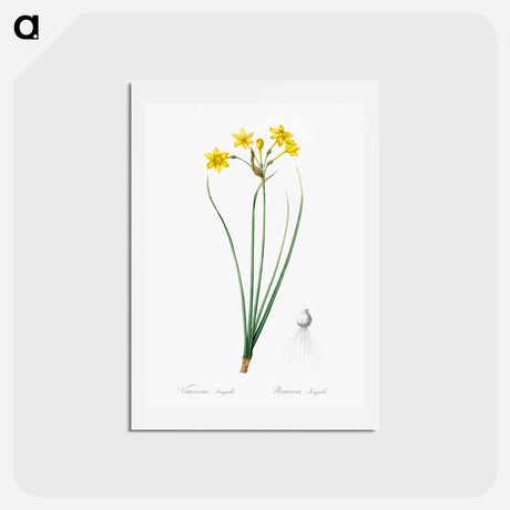 アートポストカード-Rush daffodil illustration - ピエール ジョゼフ ルドゥーテ Postcard.