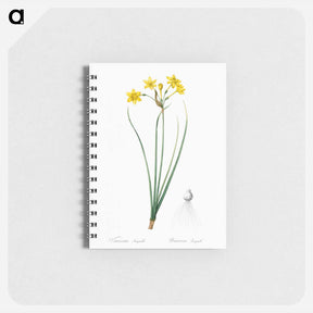 アートメモ帳-Rush daffodil illustration - ピエール ジョゼフ ルドゥーテ Memo.