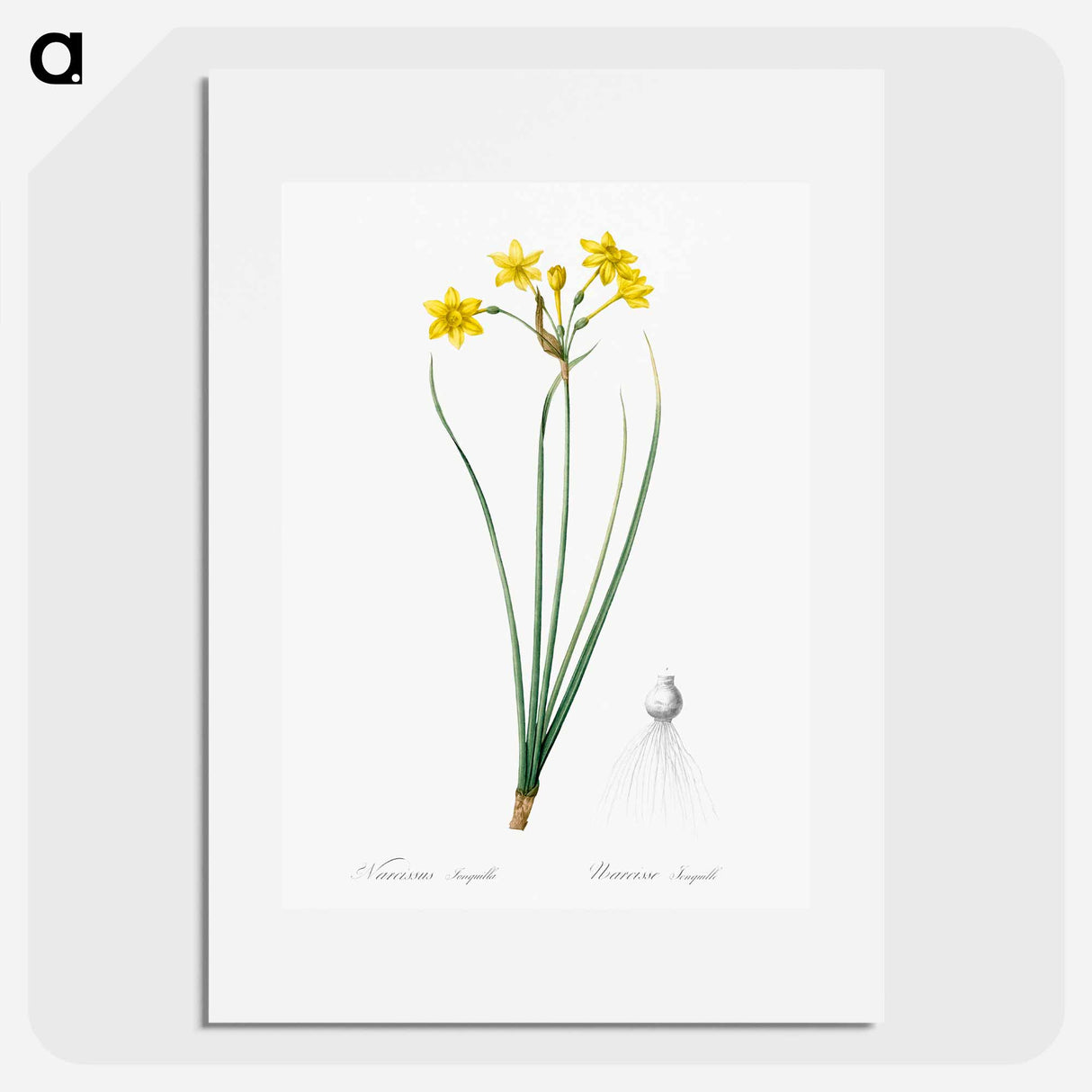 Rush daffodil illustration - Pierre Joseph Redouté Poster.