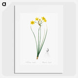 Rush daffodil illustration - Pierre Joseph Redouté Poster.