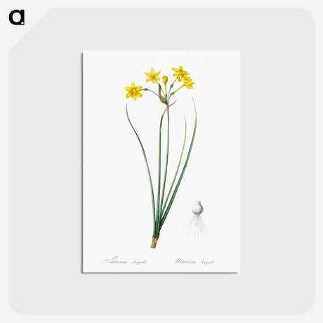 アートポストカード-Rush daffodil illustration - ピエール ジョゼフ ルドゥーテ Postcard.