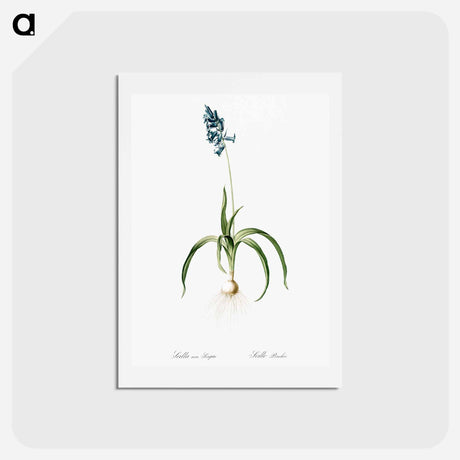 アートポストカード-Common Bluebell - ピエール ジョゼフ ルドゥーテ Postcard.