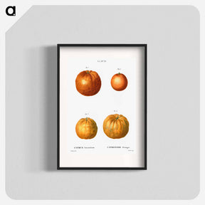 アートポスター-Bitter orange (Citrus aurantium) - ピエール ジョゼフ ルドゥーテ Poster.