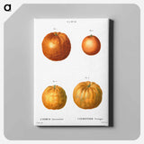 アートパネル-Bitter orange (Citrus aurantium) - ピエール ジョゼフ ルドゥーテ Canvas.