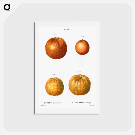 アートポストカード-Bitter orange (Citrus aurantium) - ピエール ジョゼフ ルドゥーテ Postcard.