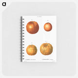 Bitter orange (Citrus aurantium) - ピエール ジョゼフ ルドゥーテ Memo.