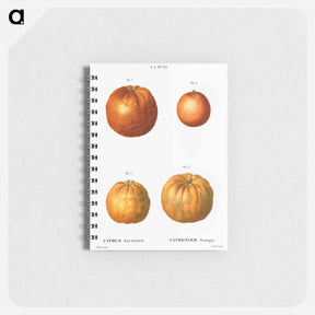 アートメモ帳-Bitter orange (Citrus aurantium) - ピエール ジョゼフ ルドゥーテ Memo.