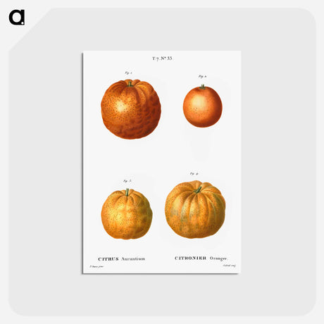 アートポストカード-Bitter orange (Citrus aurantium) - ピエール ジョゼフ ルドゥーテ Postcard.