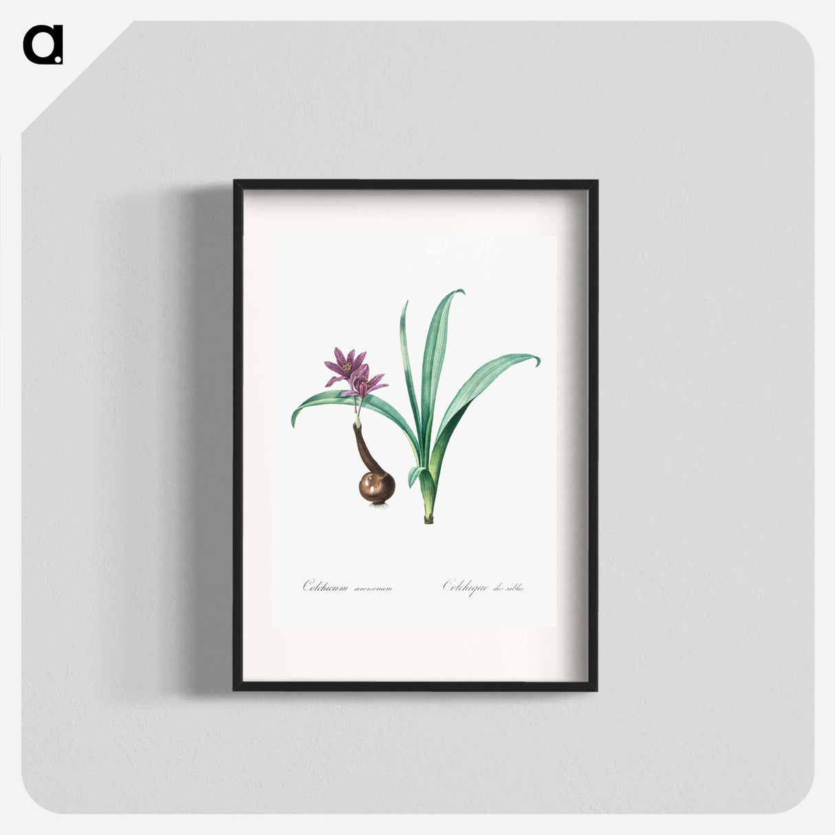 Alpine autumn crocus illustration - Pierre Joseph Redouté Poster.