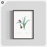 Alpine autumn crocus illustration - Pierre Joseph Redouté Poster.