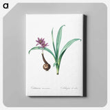 アートパネル-Alpine autumn crocus illustration - ピエール ジョゼフ ルドゥーテ Canvas.