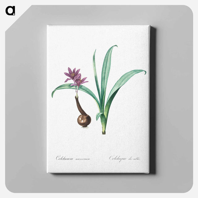 アートパネル-Alpine autumn crocus illustration - ピエール ジョゼフ ルドゥーテ Canvas.