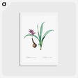 アートポストカード-Alpine autumn crocus illustration - ピエール ジョゼフ ルドゥーテ Postcard.