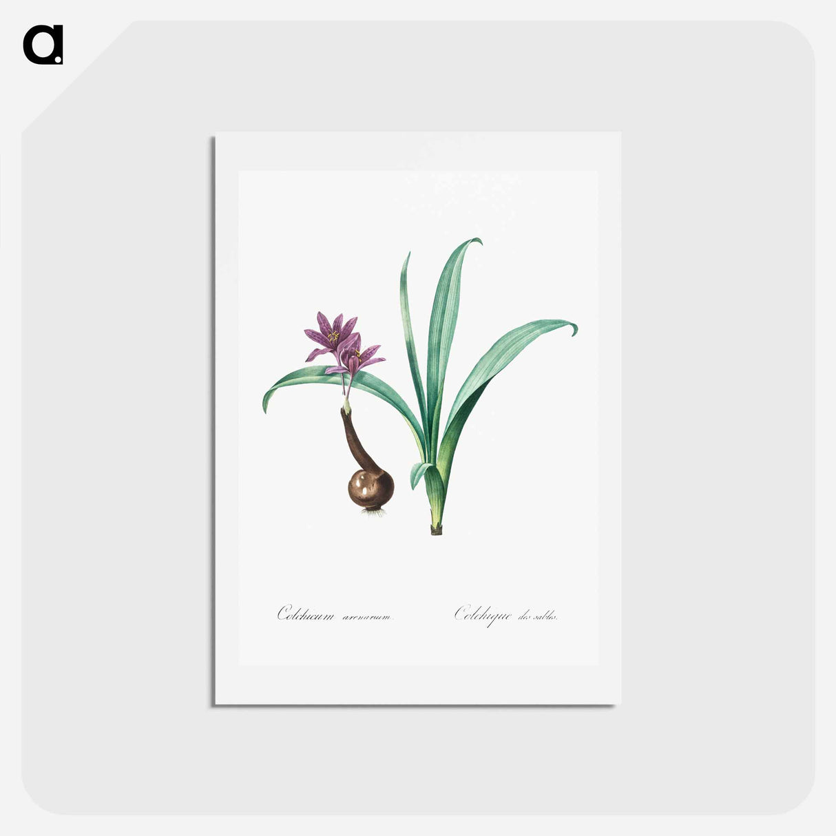 アートポストカード-Alpine autumn crocus illustration - ピエール ジョゼフ ルドゥーテ Postcard.