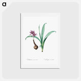 アートポストカード-Alpine autumn crocus illustration - ピエール ジョゼフ ルドゥーテ Postcard.